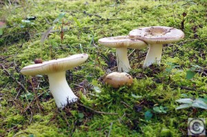 Vergelende russula 1b7